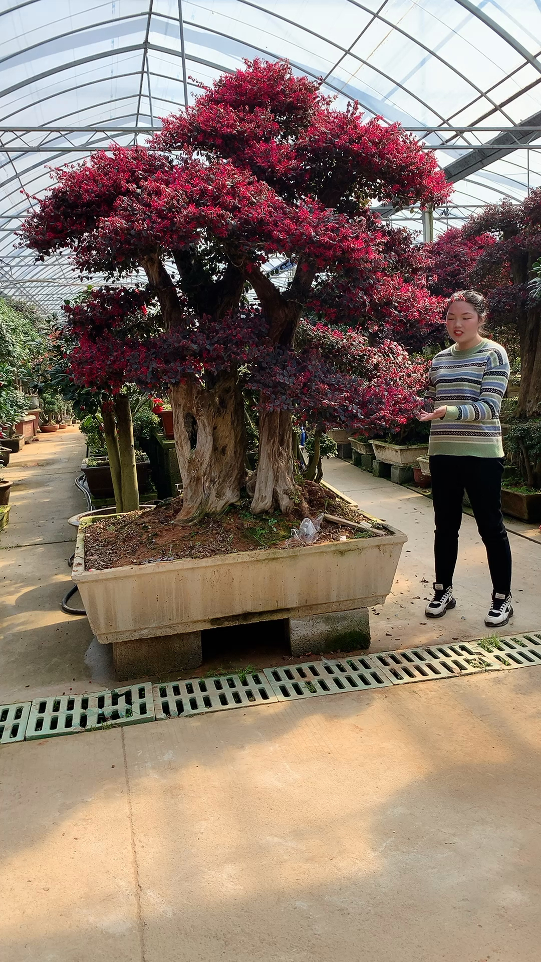 老桩红花继木好看不贵喜欢的朋友动动你们发财的小手点个双击和关注