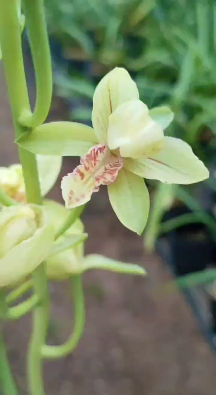 墨兰系列秋榜白玫瑰兰花反季开了一盆,虽然花瓣少了一些,但是依然浓香