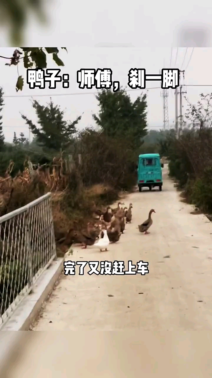 动物搞笑配音#鸭子:师傅,踩一下刹车