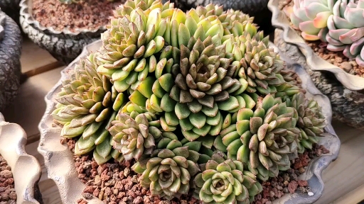 多肉植物#冬天太冷怎么办?来欣赏一下这迷人的东云老桩吧!