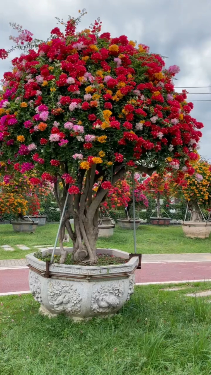 要看《五雀三角梅》到福建漳洲.