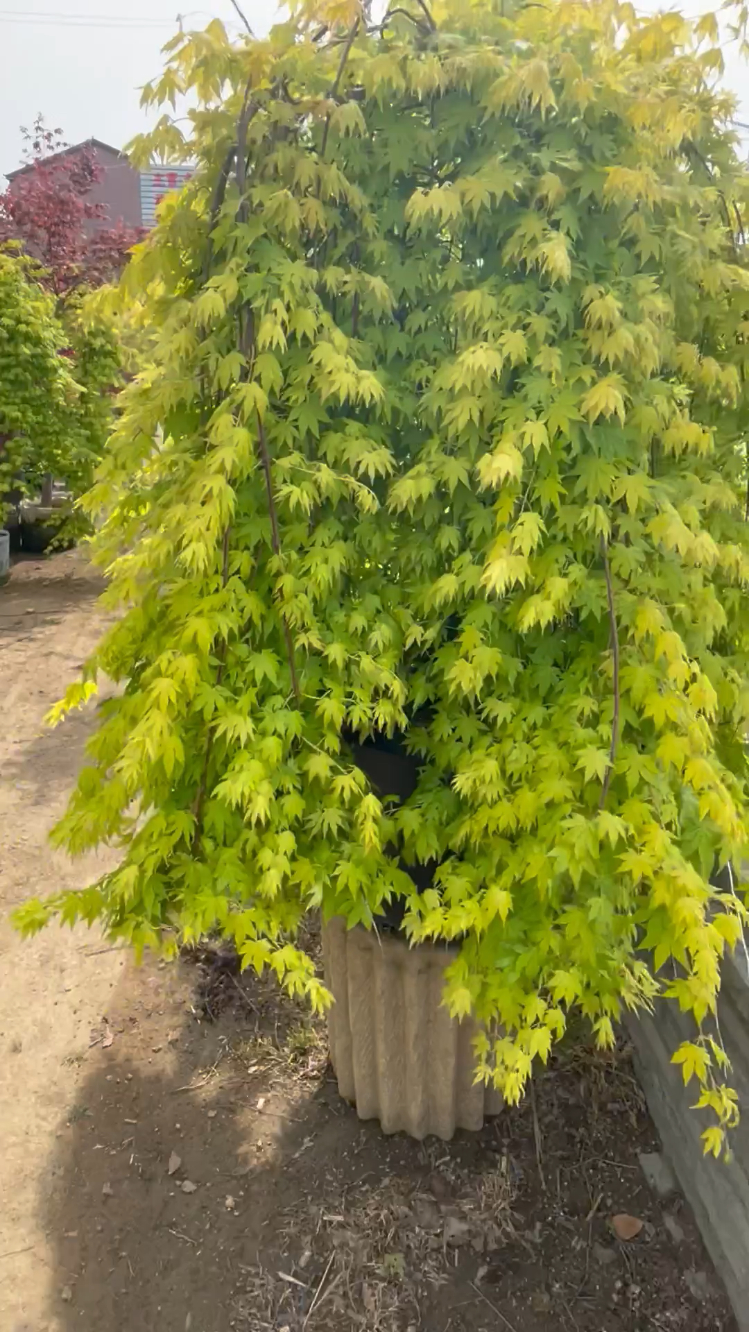 庭院#网红款"流泉枫"了解一下