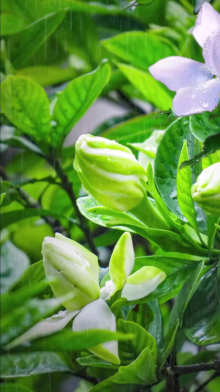 何炅#栀子花从冬季孕蕾,到夏季才开花,代表永恒的爱与约定.