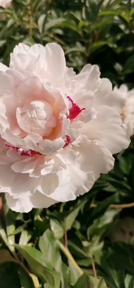 芍药品种《雪原红花》
