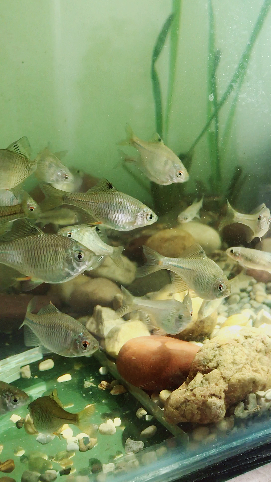 养鱼#野生鳑鲏鱼