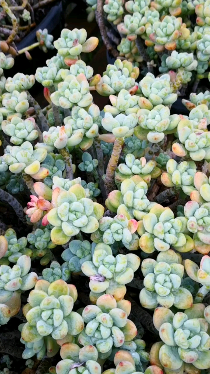 多肉植物#面对疾风吧!让你目不暇接的劳尔老桩大军已经来到了面前!