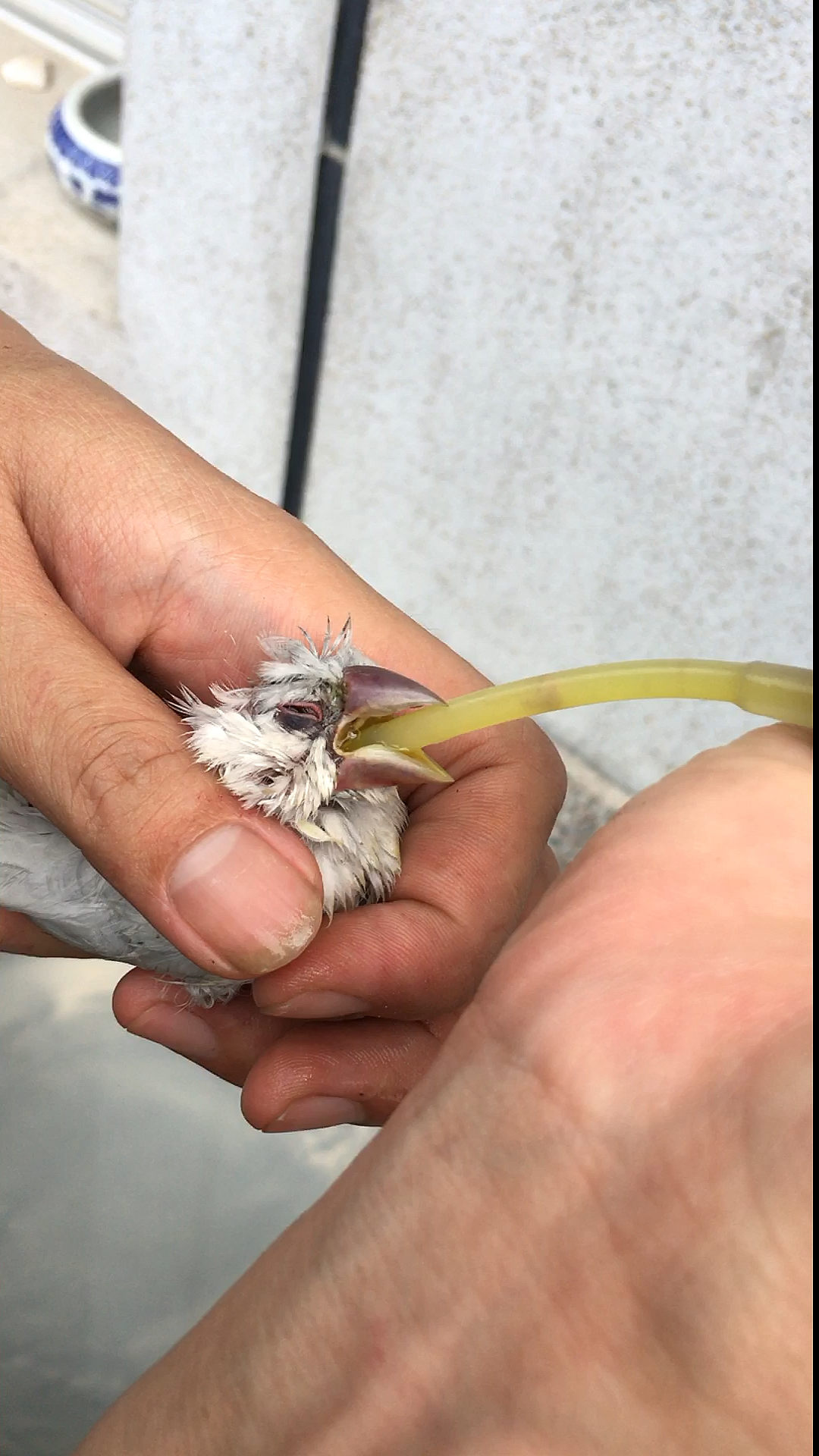 小文鸟可能中毒了嘴巴发黑没精神!我给它洗胃不知道能不能行.