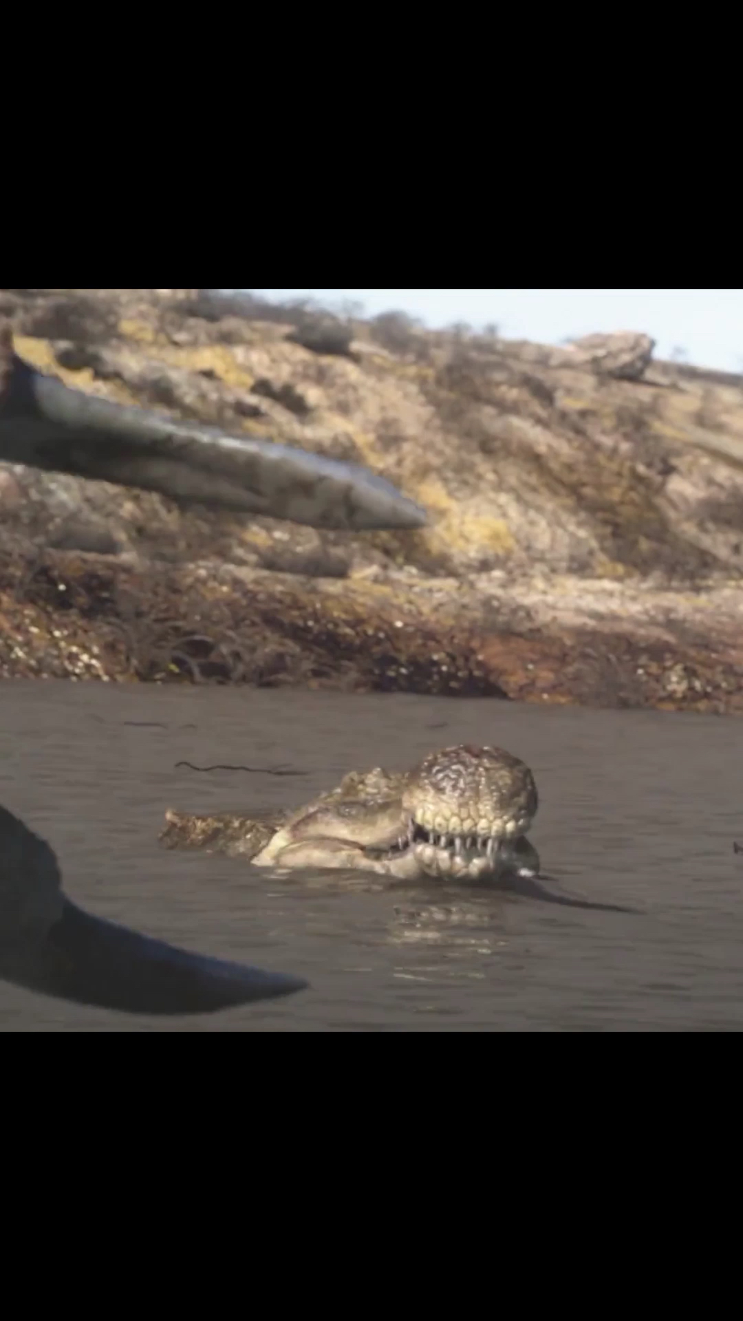 如果帝王鳄和棘龙打起来了会发生什么