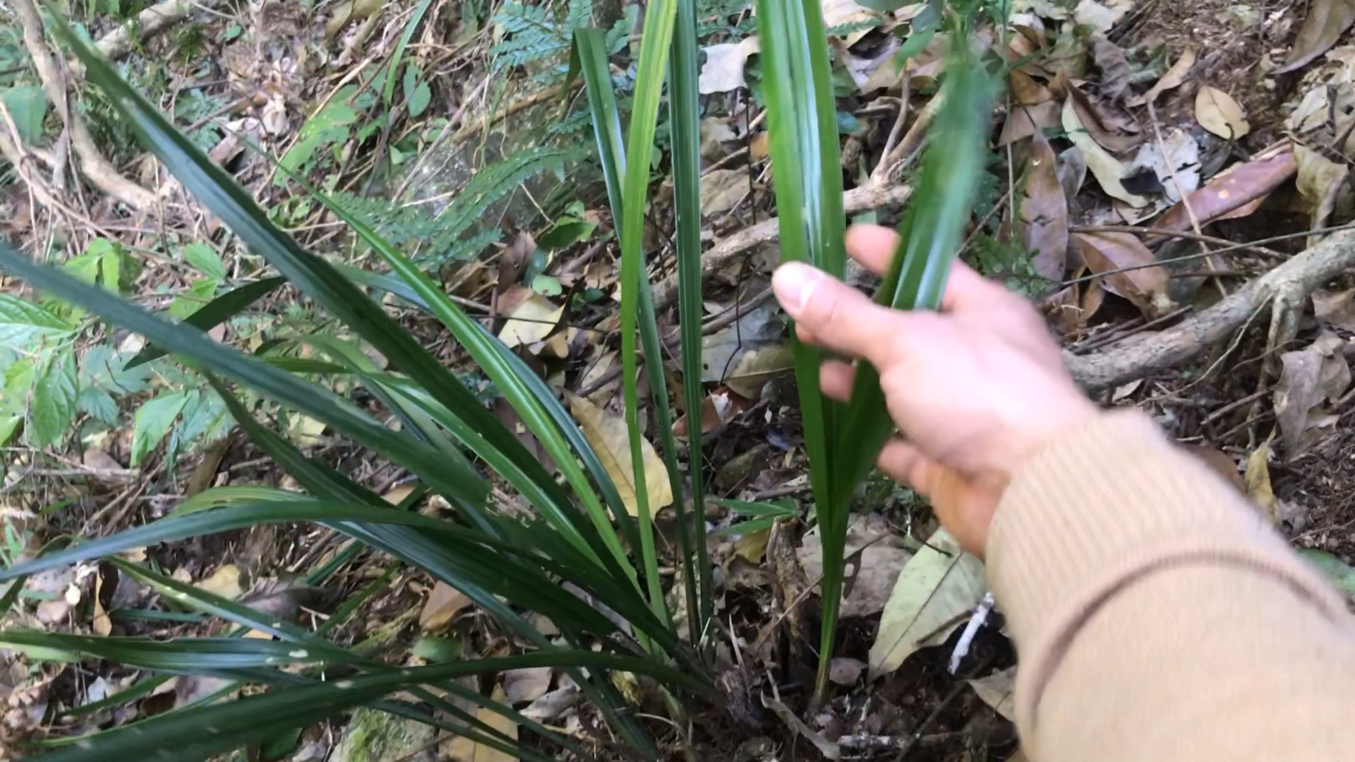 大叶寒兰木纹草叶硬纹路凹凸明显