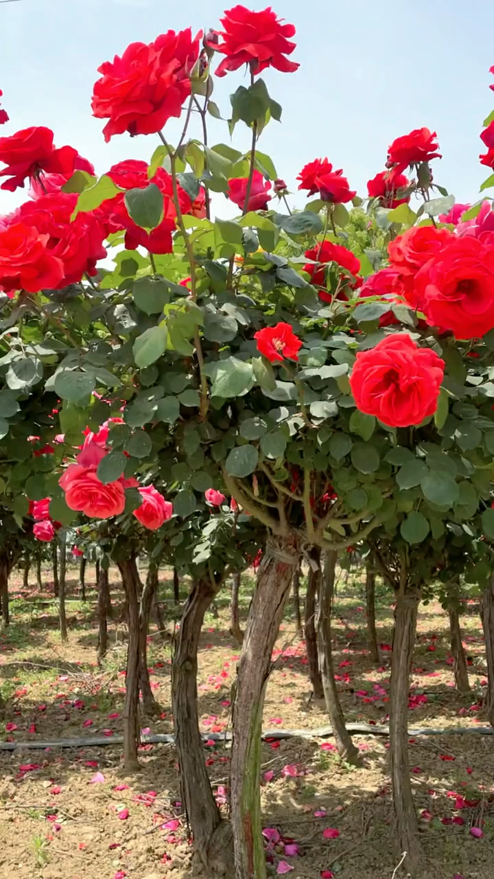 树桩月季系列,大花国月红扇