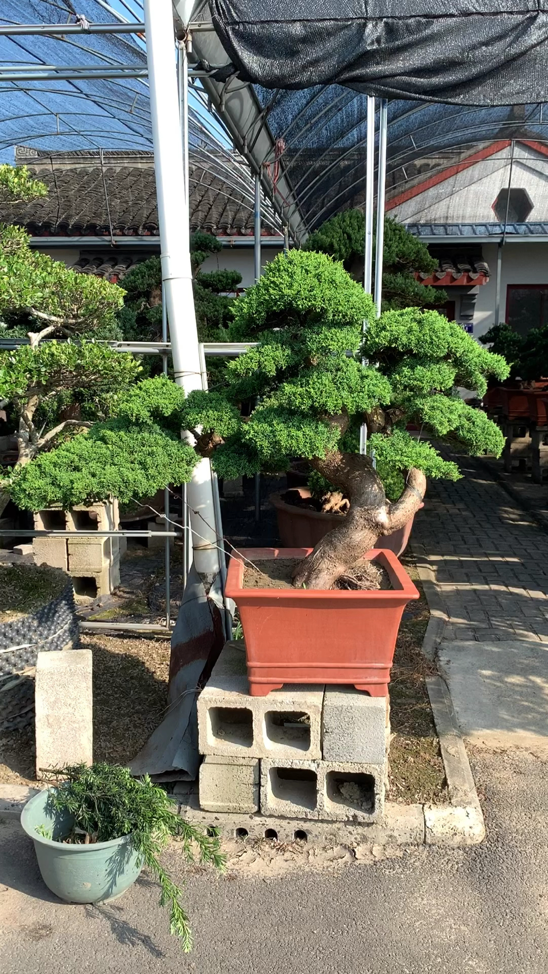 精品济州真柏盆景