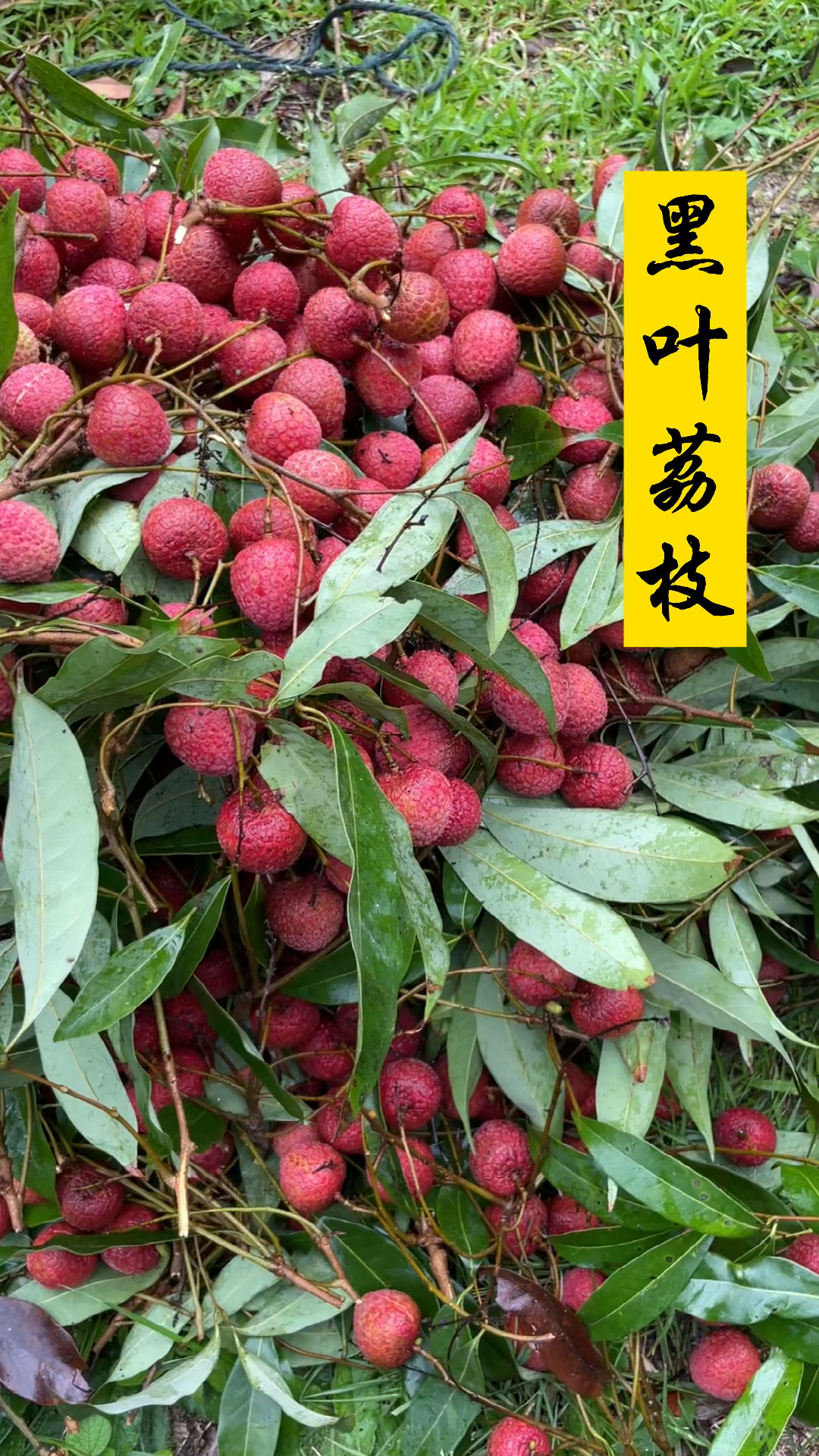 黑叶荔枝是我们漳州种植历史悠久的品种水分足甜度高