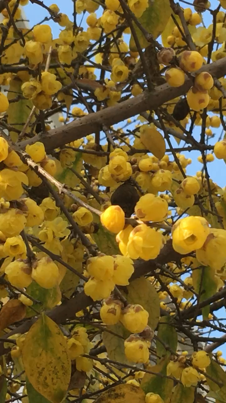 腊梅花开花浓香型,现在正是花期特别耐寒冷