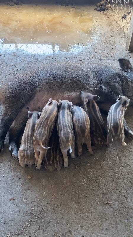山东厂家供应野猪野猪苗野猪养殖场-度小视