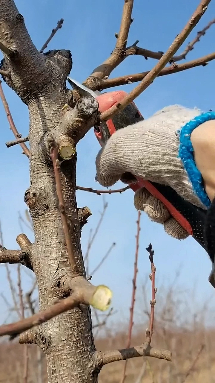 无论是现在的推广的主干形,y形新树形要按照规范进行修剪,桃树的开心