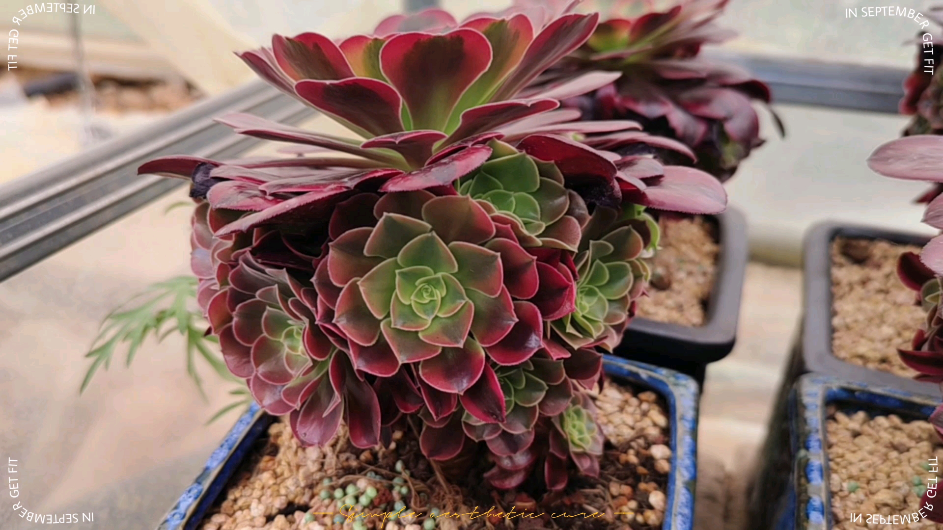 多肉植物#你要的捧花造型的美杜莎法师锦来了,休眠期是不是更好看?