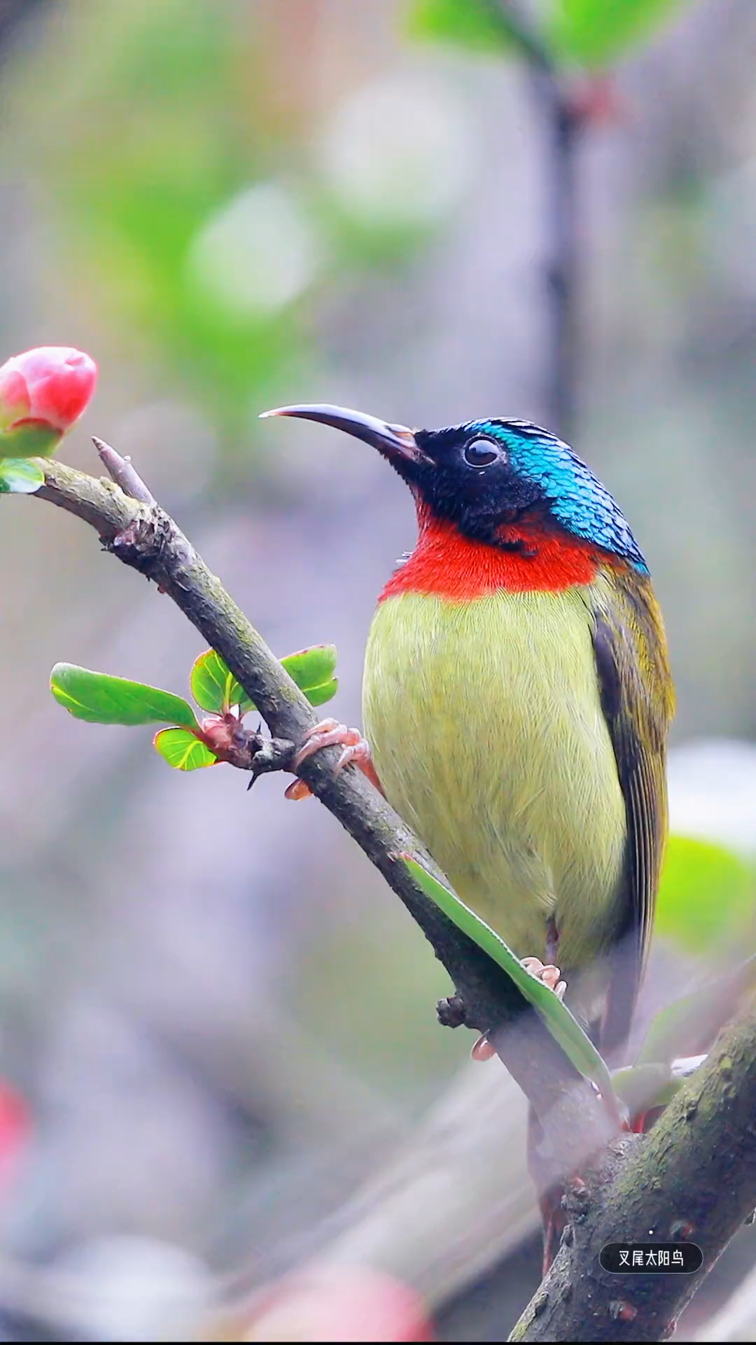 春天的小使者,叉尾太阳鸟是雀形目太阳鸟科,一种体型非常小而纤弱的鸟