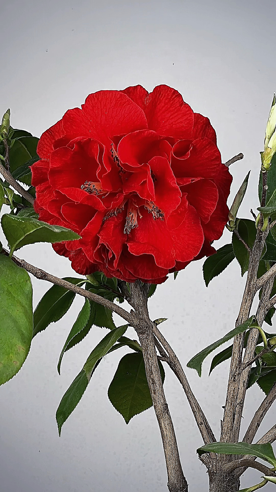 茶花丹巴通开放过程实在是太美了