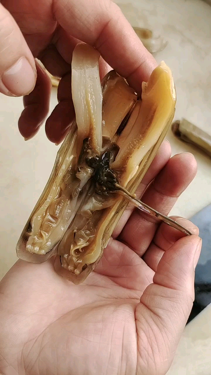大海里的竹蛏子,你知道正确的生吃的切法吗?