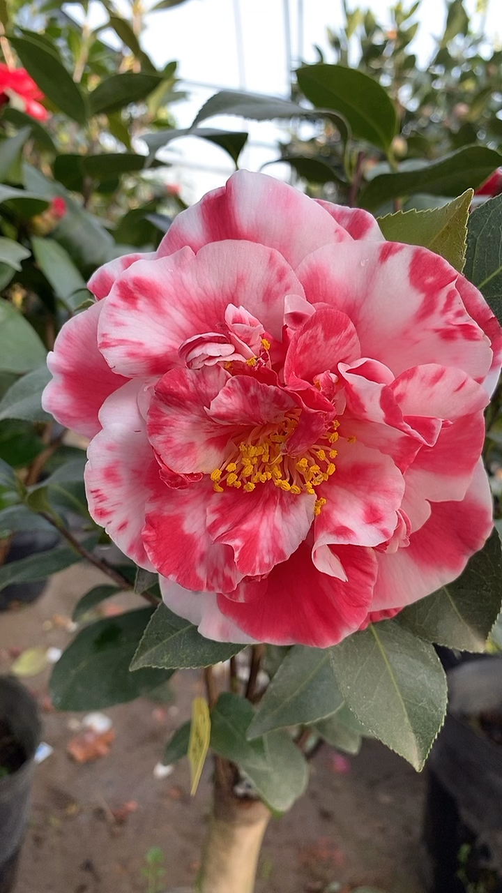 玉天使茶花开品鉴赏!