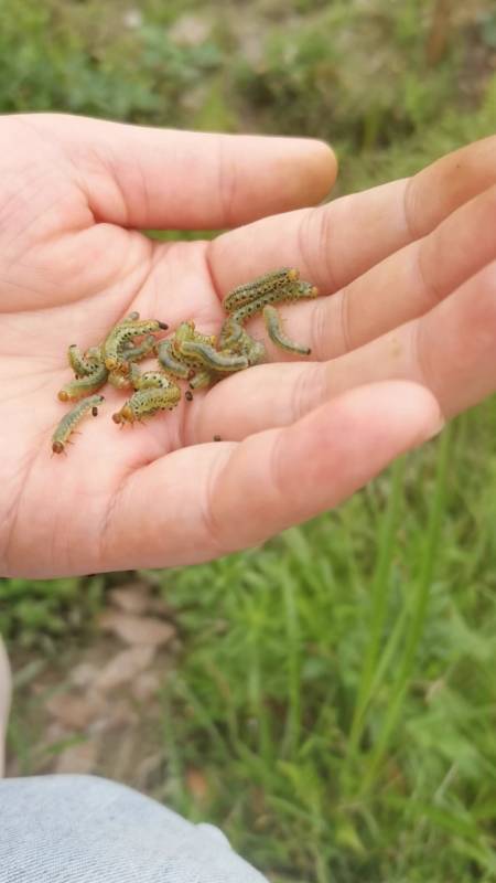 茎蜂的幼虫,专吃月季的叶子