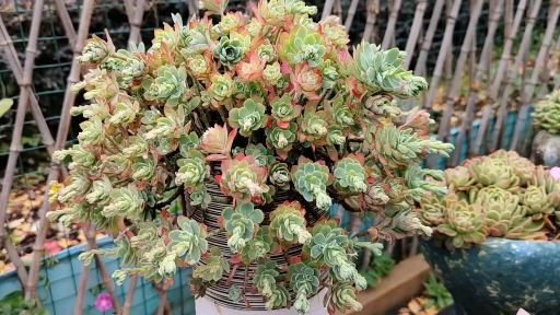 多肉植物#爆盆后的薄化妆又爆花了!