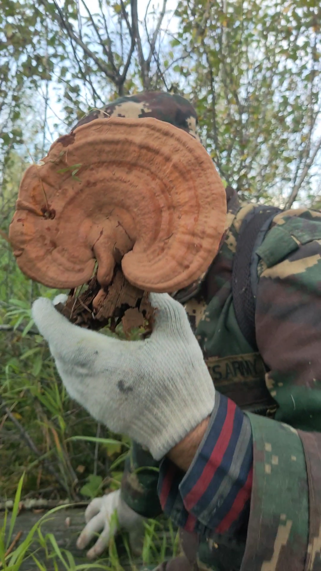 这是我采的形态最好一个野生松杉赤灵芝,真漂亮!