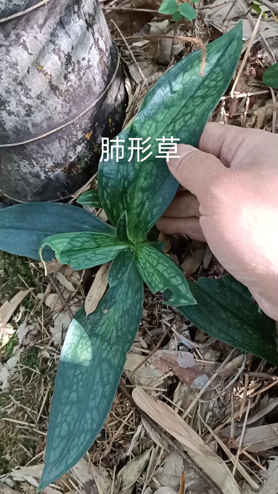 肺形草