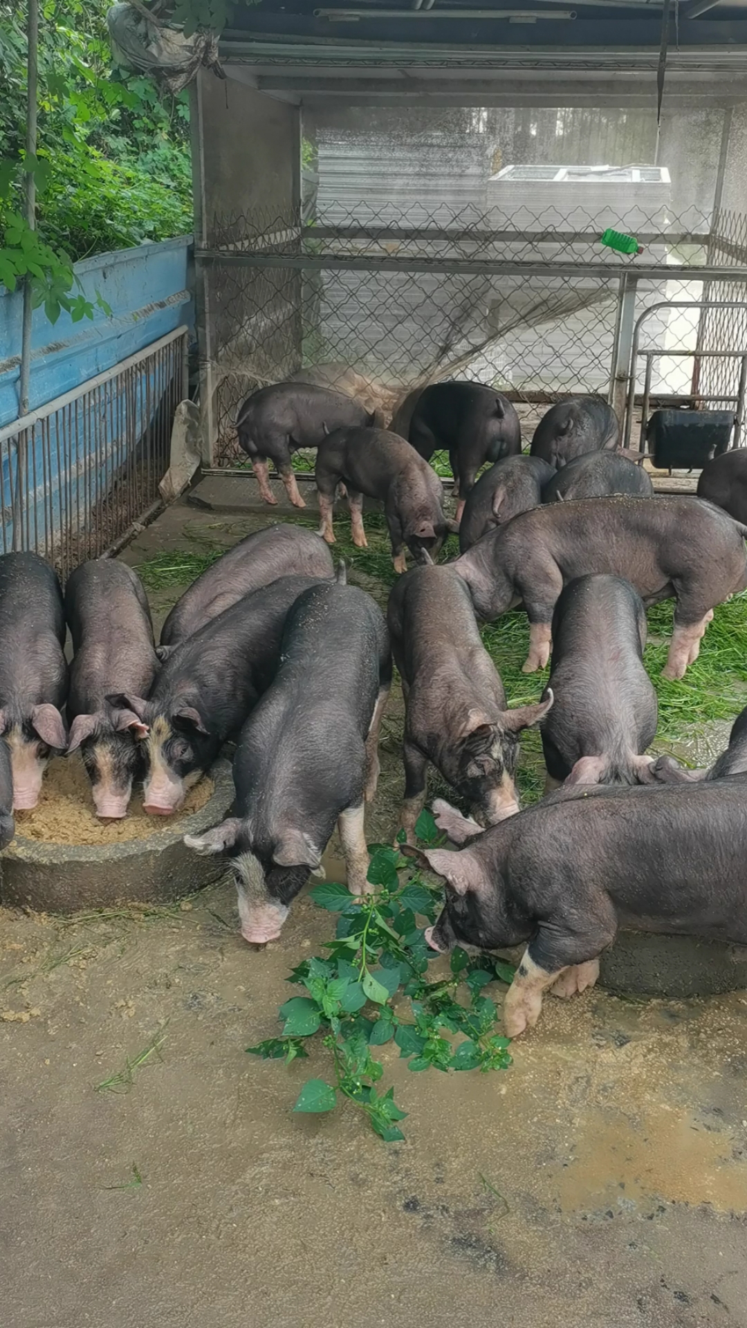 巴克夏猪#巴克夏猪中贵族