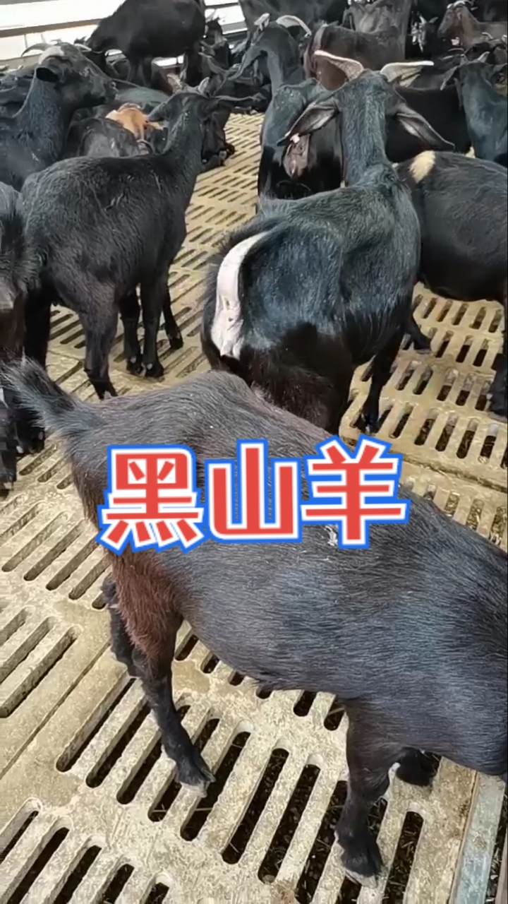 不嫌弃农村人点赞关注自繁自养黑山羊它长势快体型大母羊能达到150斤