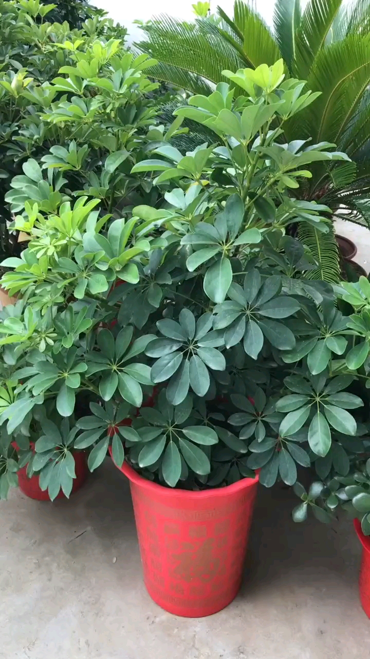 要想你家的鸭掌木长的又高又大施肥是关键