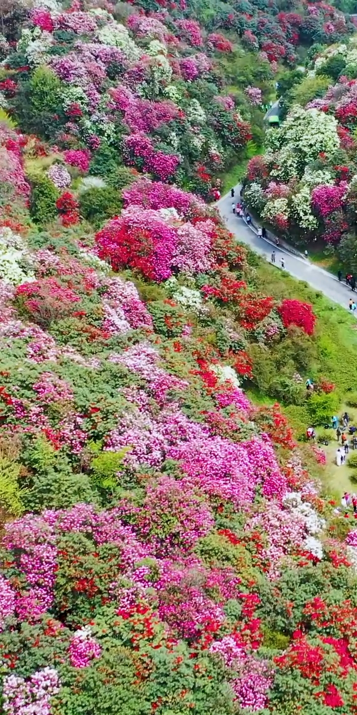 毕节百里杜鹃连绵100里都是花每走一步都令人陶醉世界最大的天然花海