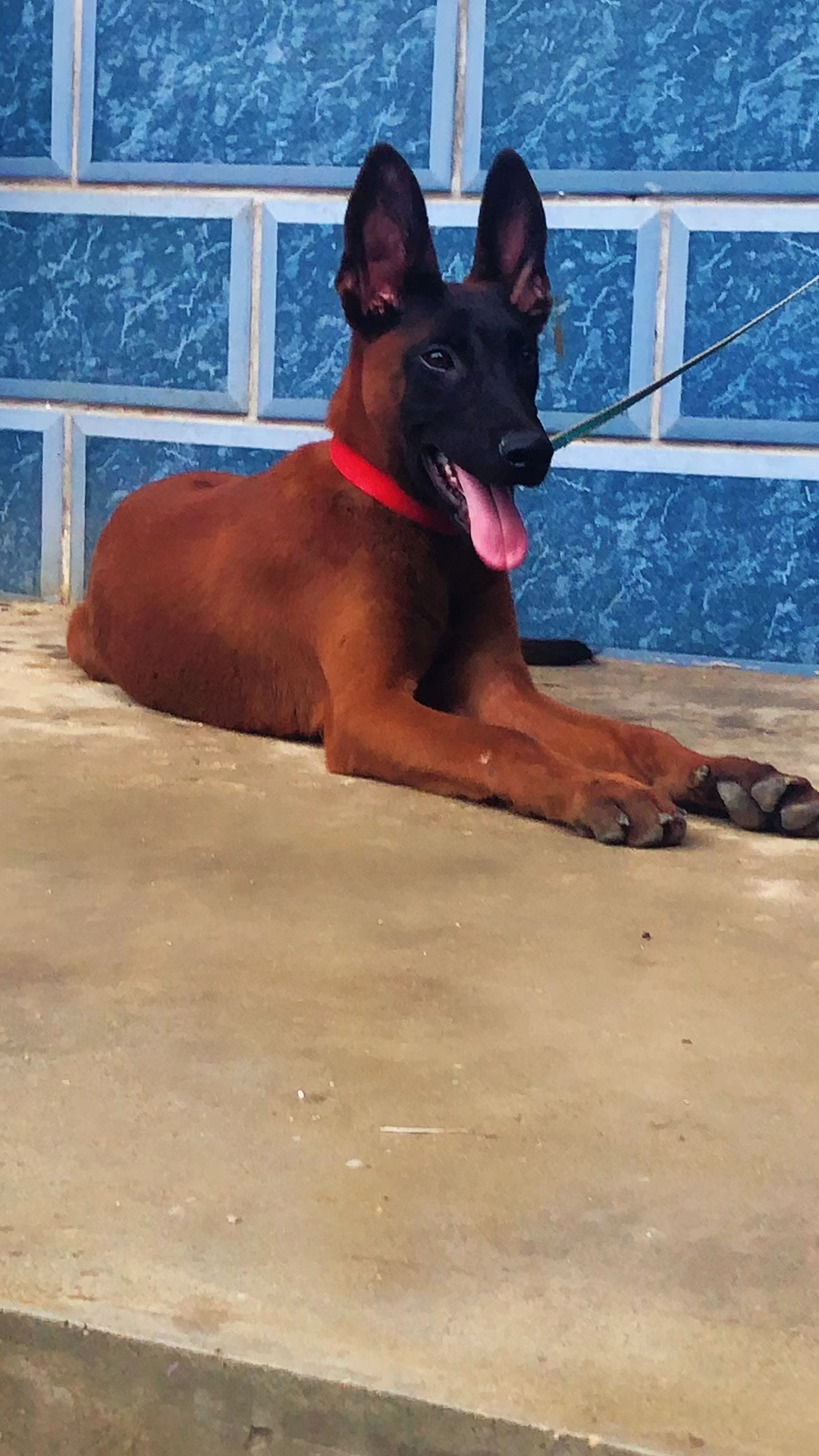 马犬喜者千金不贵厌者分文不值