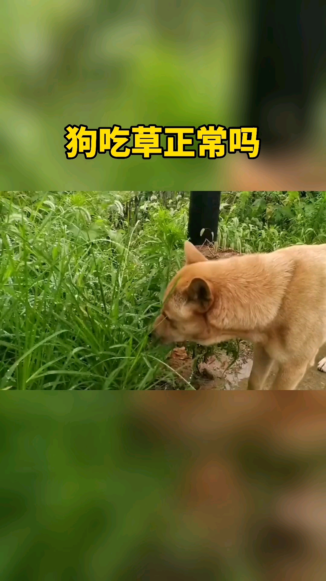 我家萌宠成精了#田园狗喜欢吃草