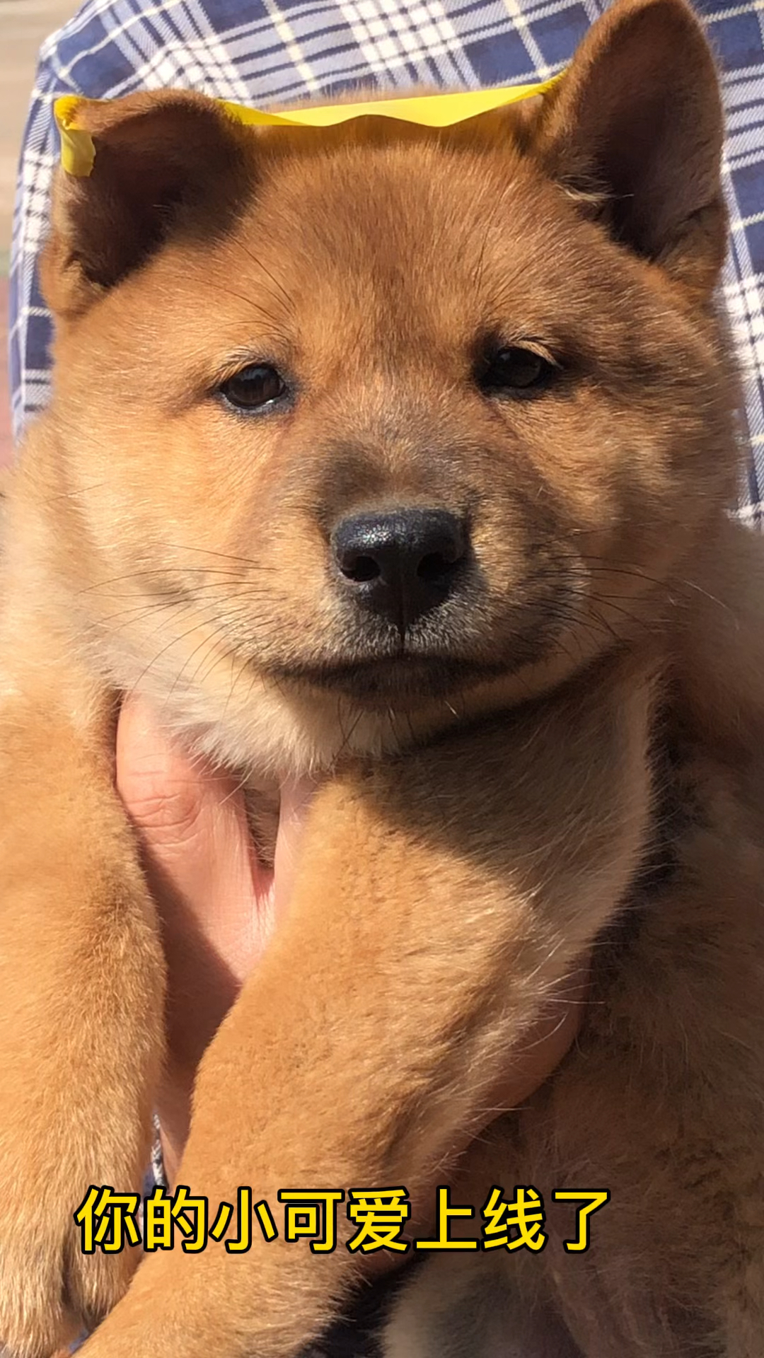 标准的中国土狗大黄黄狗白面金不换说的就是这样的狗狗