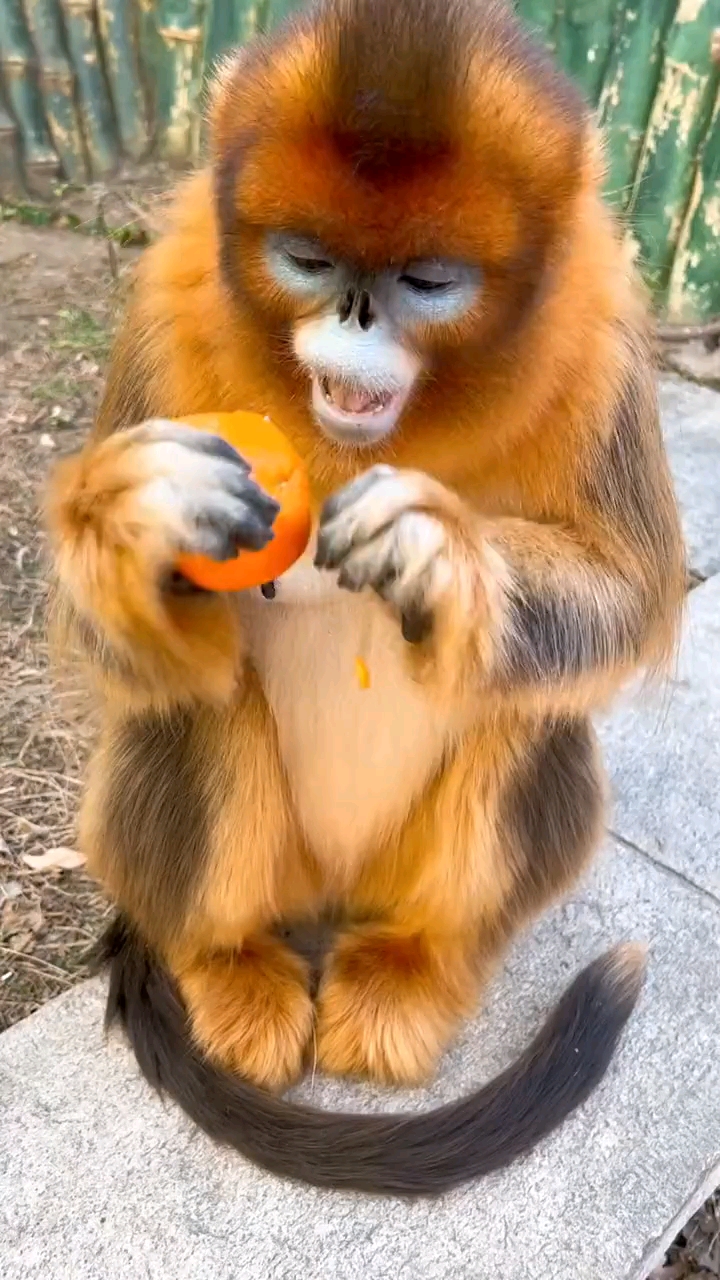漂亮的金丝猴,先吃皮后吃瓤