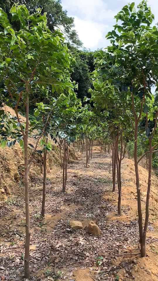 奇楠#一期基地没有做滴灌工程,所以长得比较慢,这一期b区的奇楠树都 
