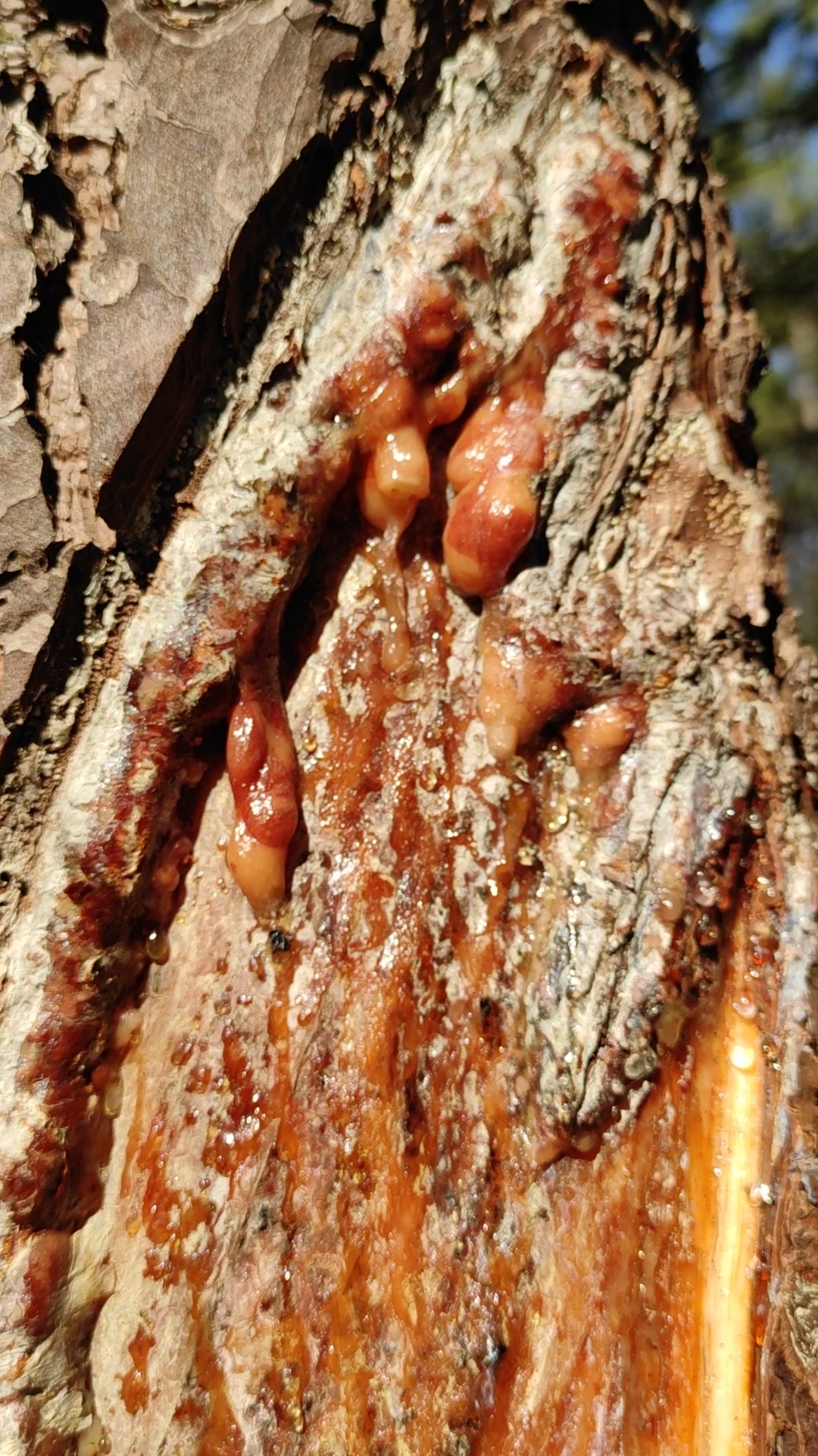 你们见过松树油吗?