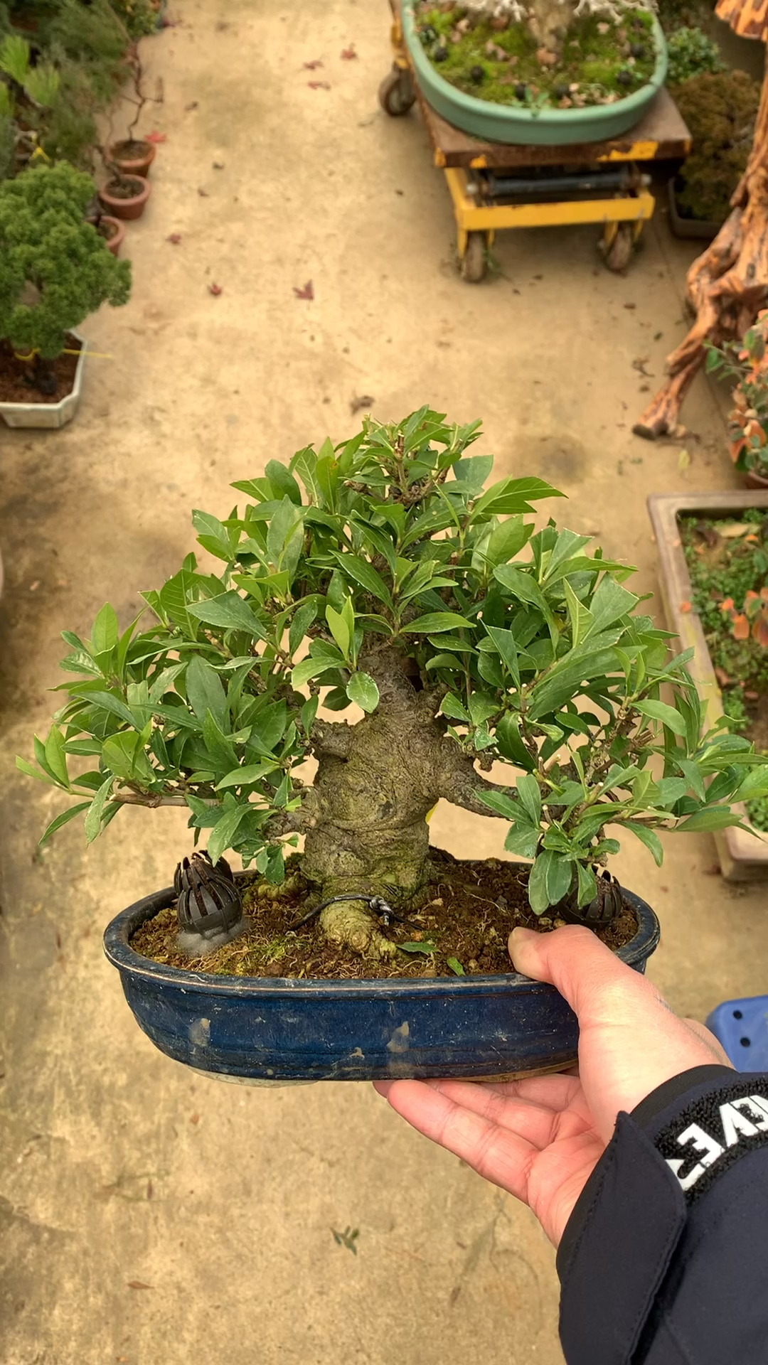 超级矮霸清誉栀子花盆景
