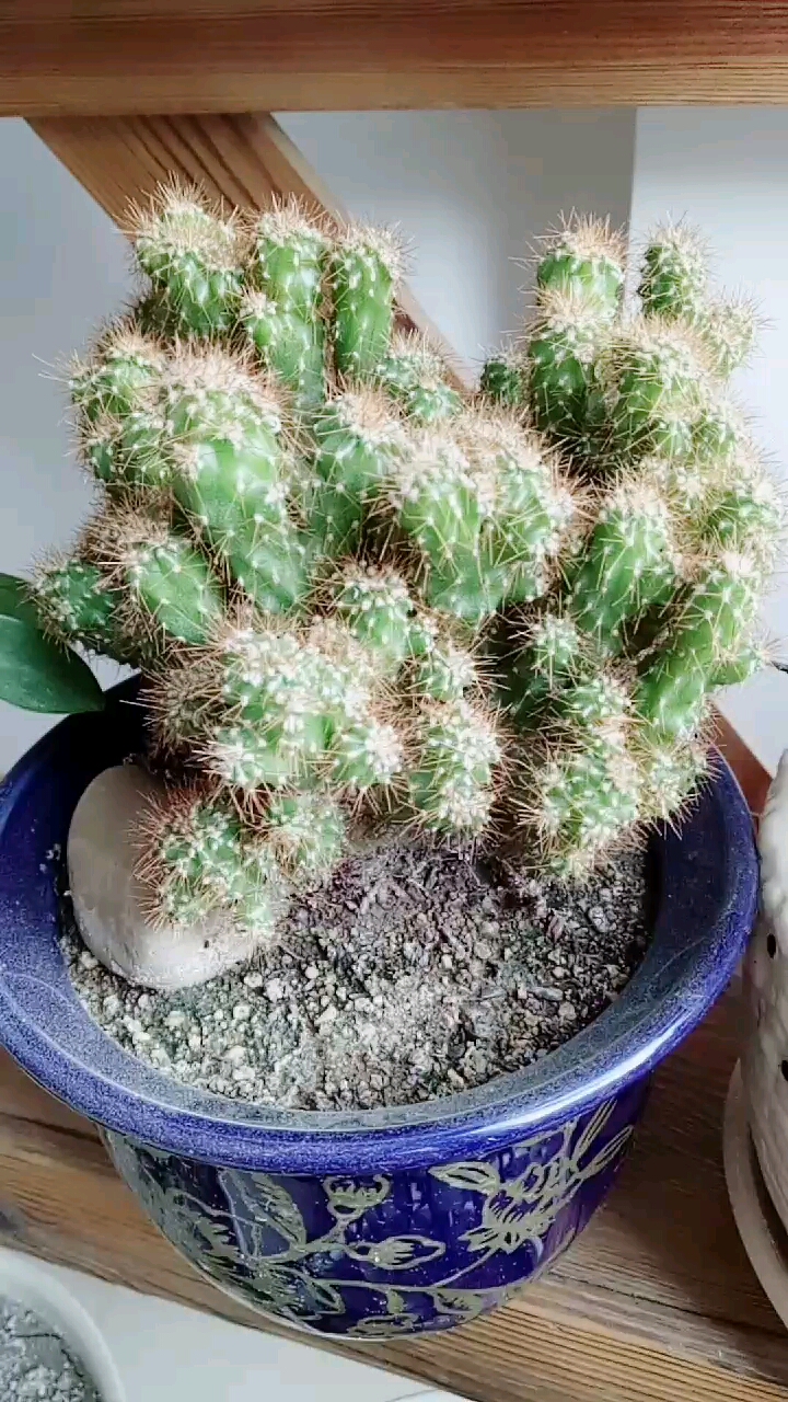 多肉植物#青石山