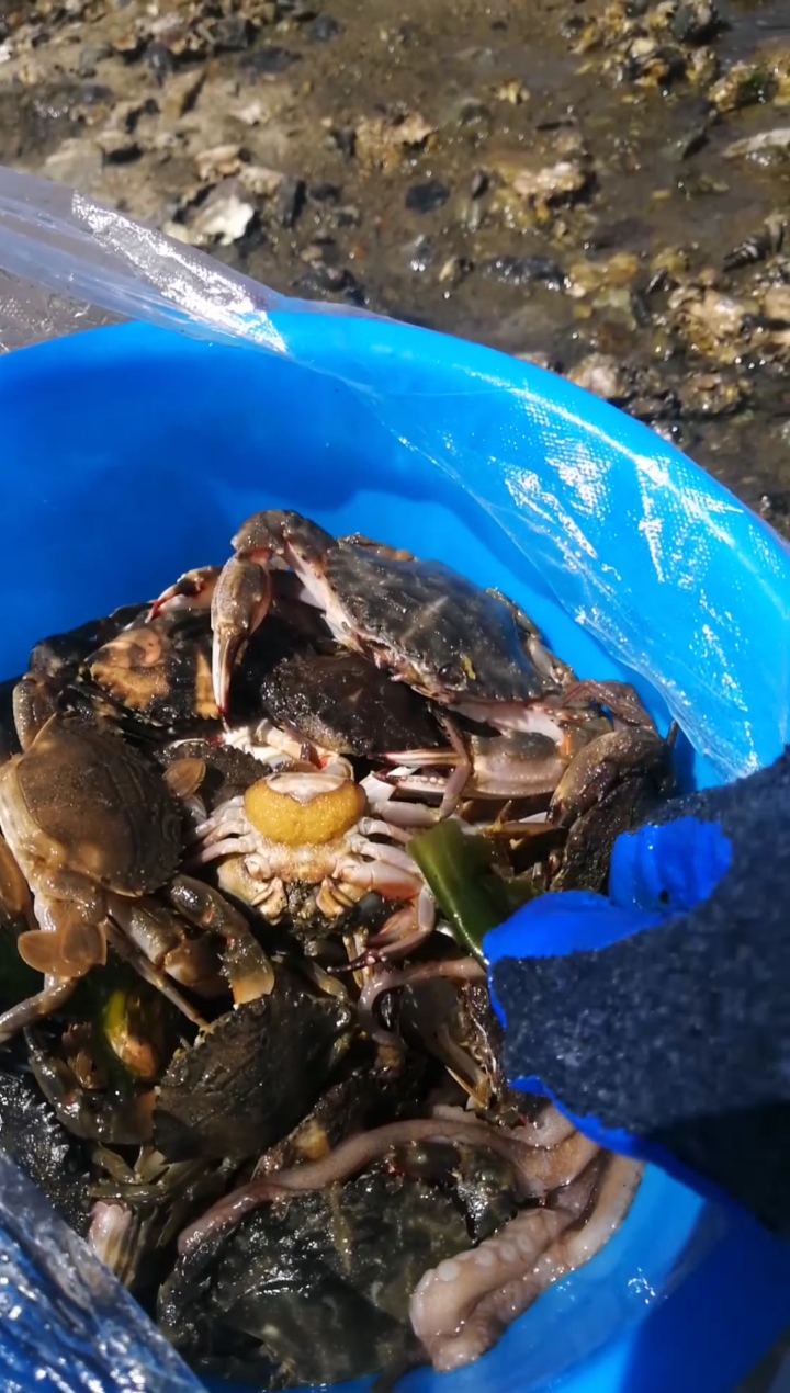 赶海捉海鲜#赶海抓螃蟹,种类还不少!