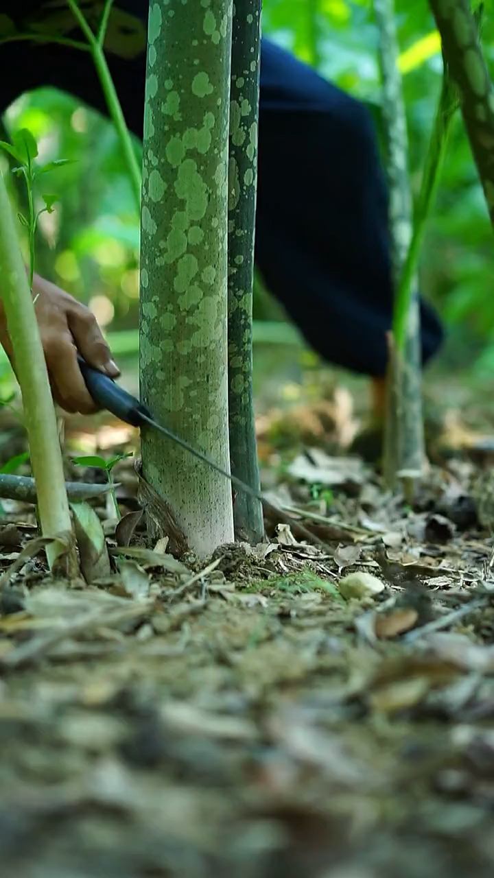背着90多斤的魔芋杆,传统手工煮熟开丝晒6天得一斤多菜干,用猪油渣炒