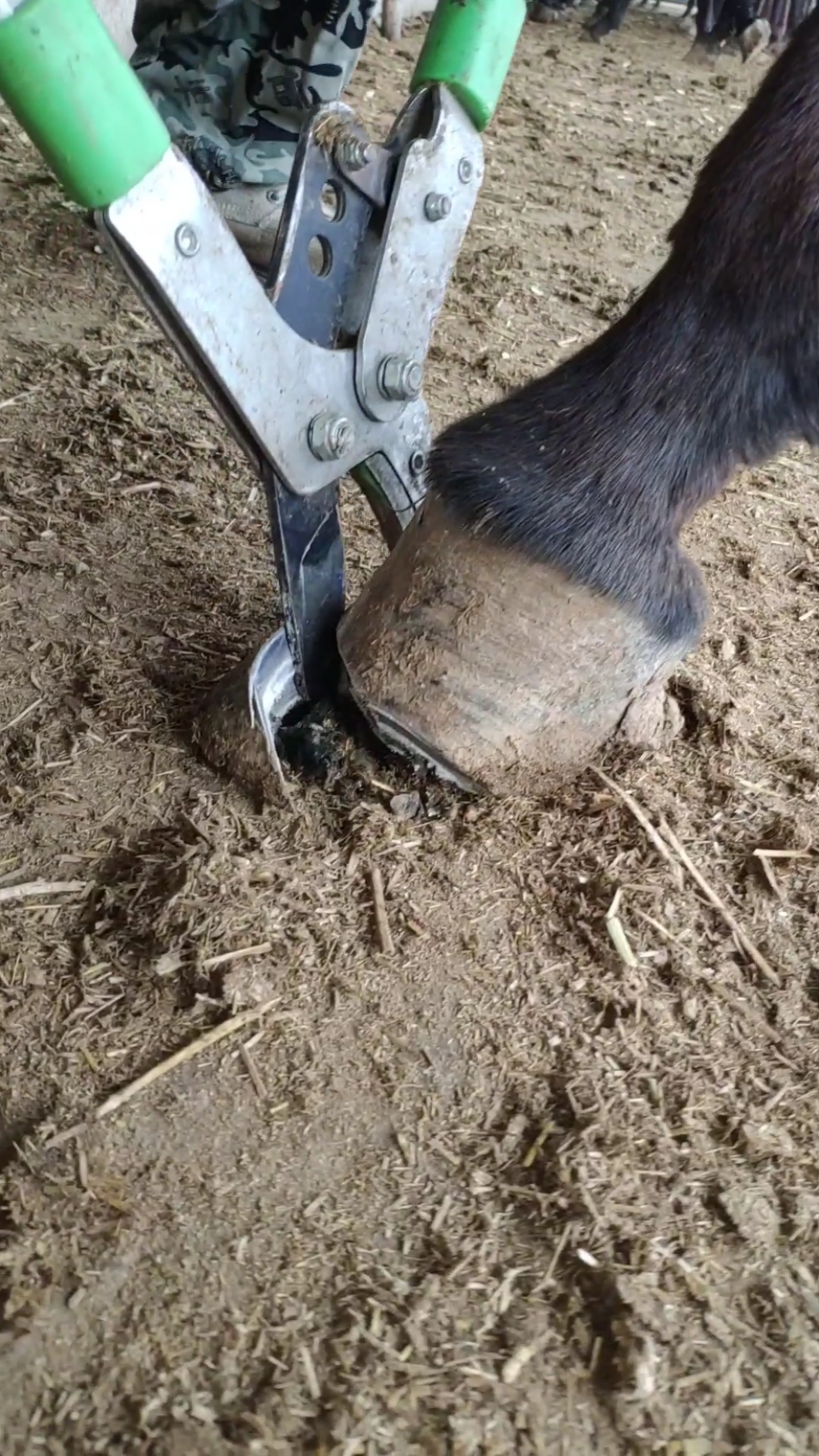 修蹄解压#赵师傅修驴蹄
