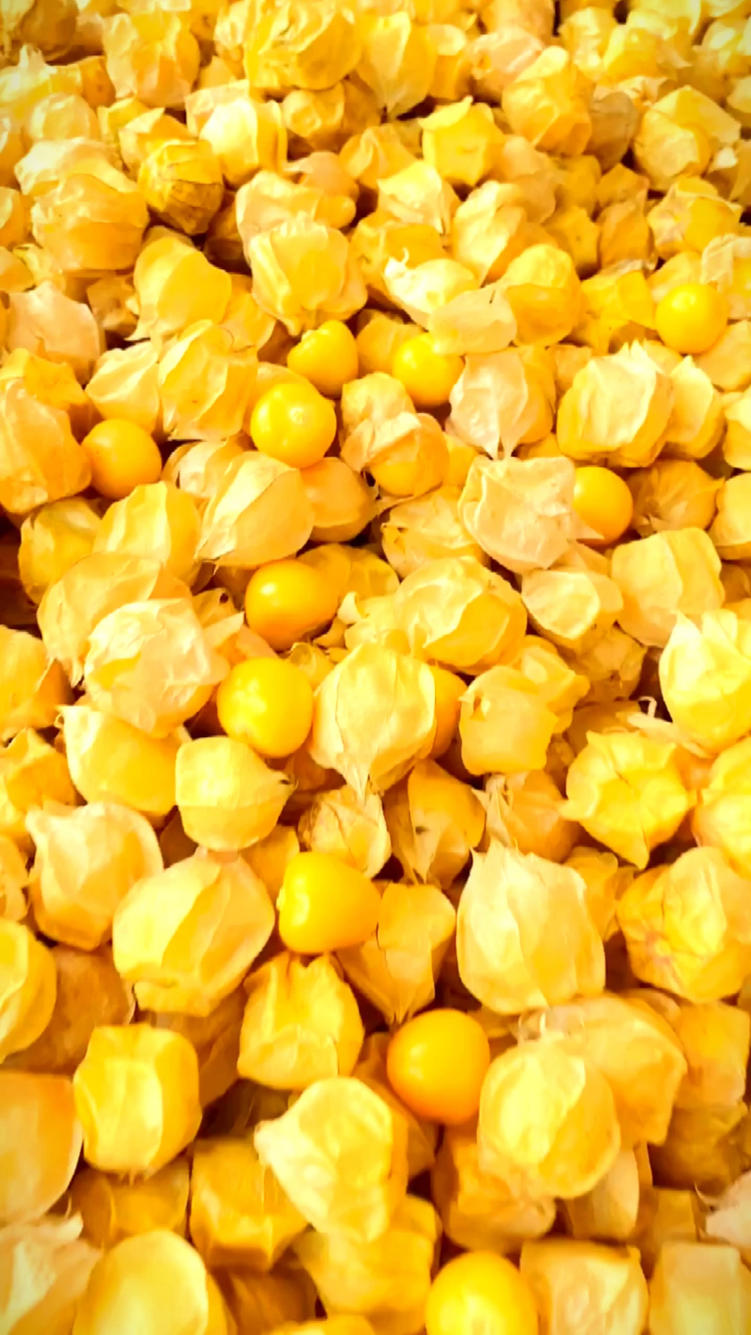 优质农产品#东北姑娘果