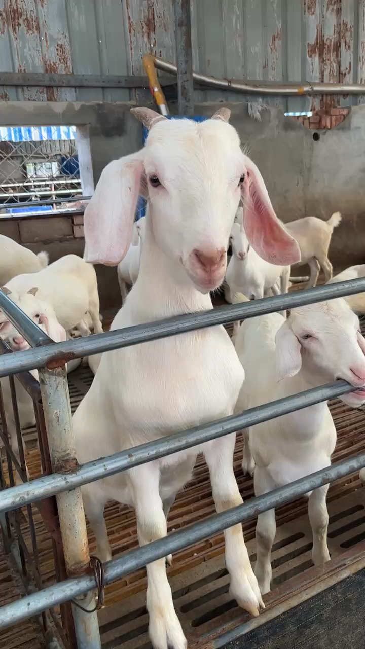 英姿煞爽的美国白山羊,我猜你会喜欢-度小视