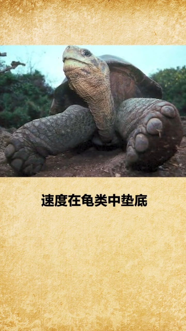 奇闻趣事抢先看#你知道世界上最慢的动物是什么吗?