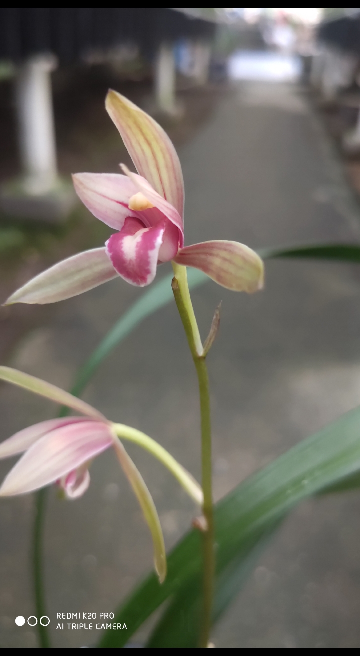 兰花小站#建兰醉红尘自然花开