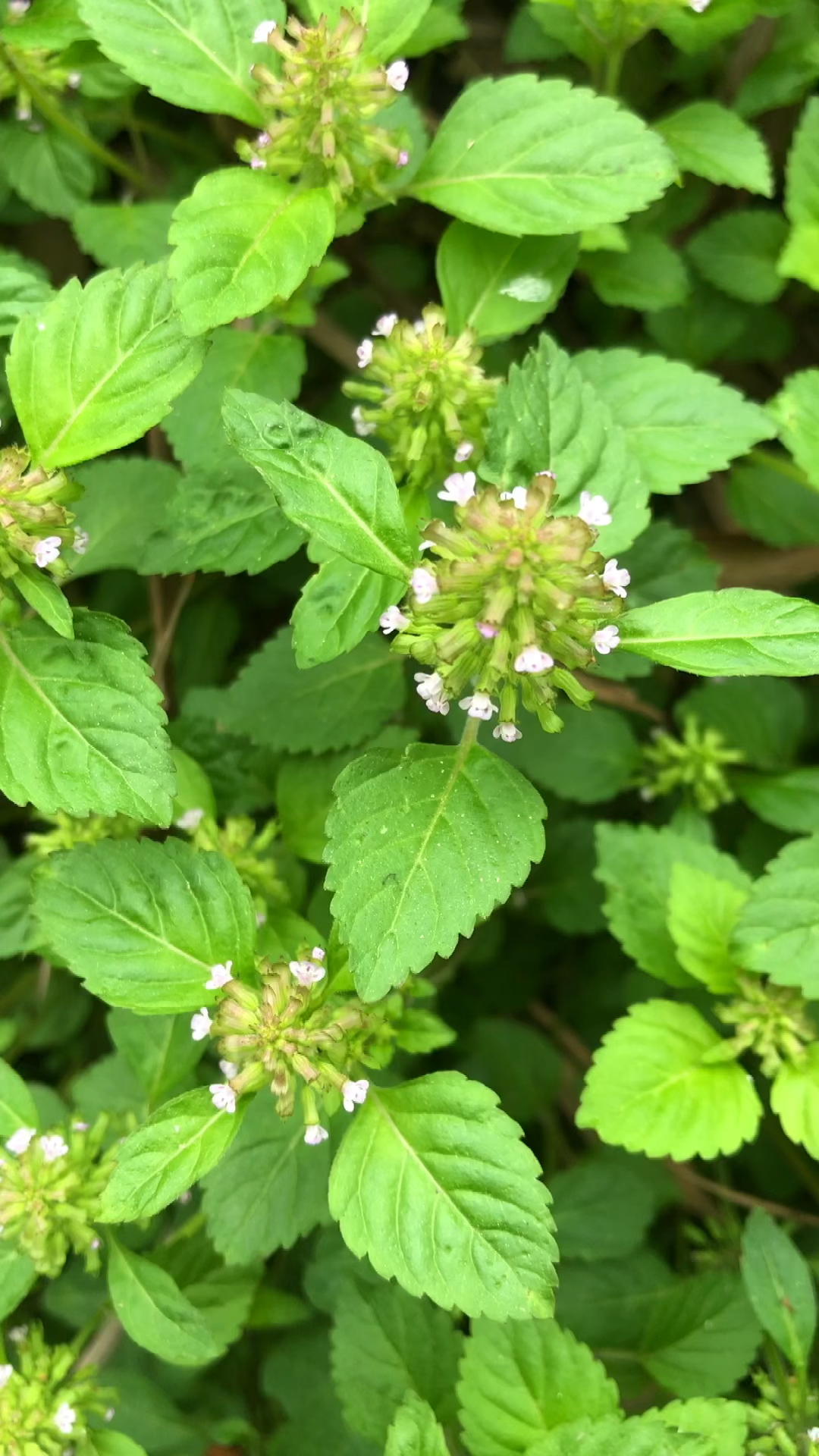 风轮草的花能泡茶