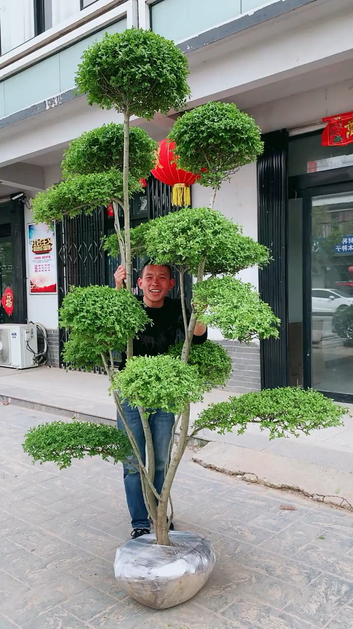 小叶女贞造型树四季常青不落叶耐寒耐旱南北方都可以栽植