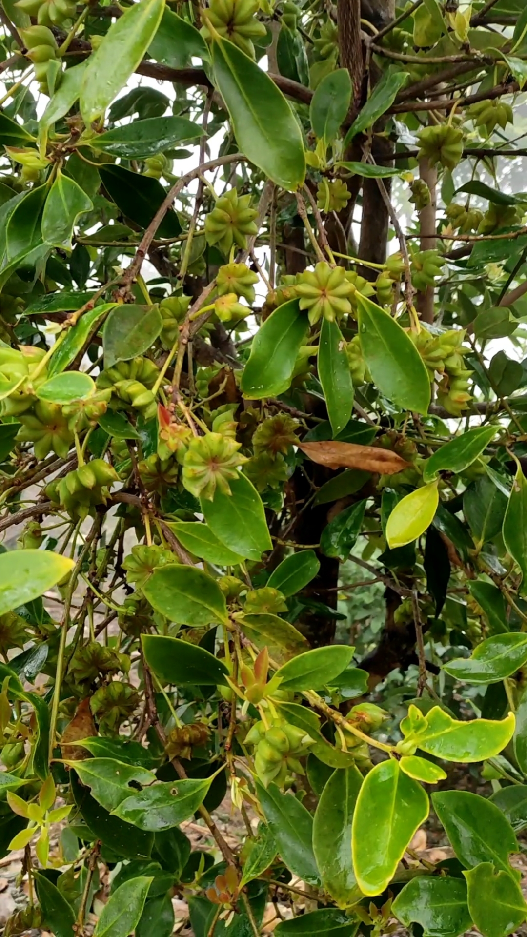 每天认识一种新植物#可能很多人还不知道新鲜八角长什么样子,看过